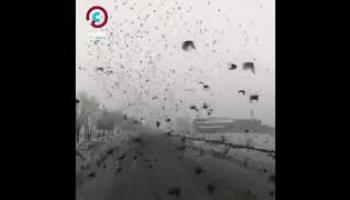 Kar yağışı sonrası aç kalan binlerce kuş yollara indi