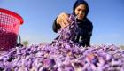 کاهش تولید زعفران در هرات