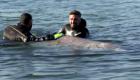 ویدئو | عملیات نجات برای کمک به یک نهنگ گیر افتاده در سواحل یونان
