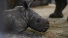 ویدئو | باغ وحش آمنویل فرانسه تولد یک کرگدن جدید را جشن گرفت