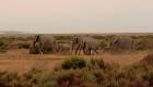 Kuraklık nedeniyle milli parktaki 109 fil yaşamını yitirdi