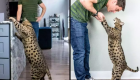 ویدئو | با قدبلندترین گربه جهان آشنا شوید!