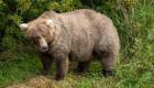 Alaska: concours de poids lourds chez les ours