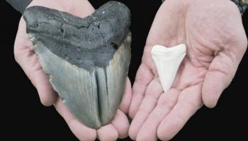 Incroyable découverte : la dent géante d'un requin préhistorique émerge de l'océan