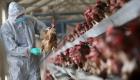 تفشي إنفلونزا الطيور في مزرعة دواجن شمال الجزائر