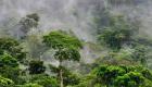 Planète : Le plus grand arbre découvert finalement en Amazonie ! 