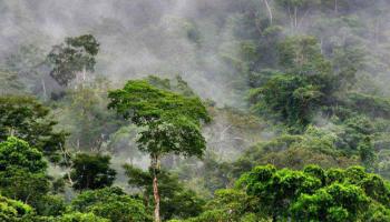 Planète : Le plus grand arbre découvert finalement en Amazonie ! 