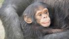 RD Congo  : trois bébés chimpanzés otages depuis près d’un mois