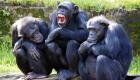 200 ألف دولار "فدية" لتحرير 3 صغار شمبانزي