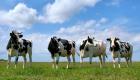 الأولى من نوعها.. نيوزيلندا تفرض ضريبة على تجشؤ وغازات الأبقار