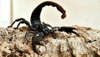 20 000 scorpions dans une ferme en Turquie ! Pourquoi un tel élevage ?