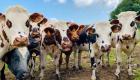 Nouvelle-Zélande: la Première ministre propose de taxer les pets de vaches