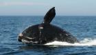 En vidéo.. Des bouées protègent les baleines des collisions avec les bateaux grâce à l’intelligence artificielle