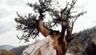 کشف پیرترین درخت زنده دنیا در کالیفرنیا