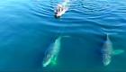 ویدئو | نجات نهنگ عنبر گرفتار شده در غرب کانادا