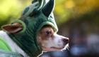 گزارش تصویری | سگ‌های‌ نیویورک هالووین دارند!