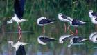 نهر فنخه الصيني يستعيد عصافيره.. رحل التلوث وعادت الحياة 