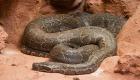 Un python de sept mètres dévore une femme en Indonésie