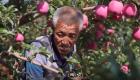 زراعة التفاح ترفع مستوى معيشة سكان مقاطعة شانشي الصينية