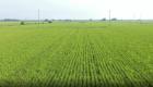  الصين تشهد حصادا وفيرا في الأرز رغم ارتفاع الحرارة
