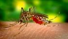 Paludisme: une espèce invasive de moustique menace la Corne de l'Afrique