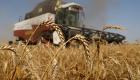 انخفاض كبير لأسعار القمح مع عودة روسيا لاتفاق تصدير الحبوب