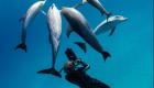 وجهات سياحية تمنح فرصة السباحة مع الدلافين.. كم تكلفتها؟