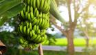 مصر تحذر من مخلفات "الموز" قبل COP27.. تهدد البيئة