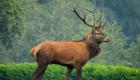 France : un chasseur à l'arc tué par un cerf lors d'une battue en forêt dans la Meuse