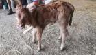 Aveyron : Un veau a vécu deux mois avec six pattes avant d'être opéré