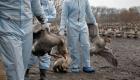 France : risque "élevé" de grippe aviaire dans plusieurs départements