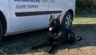 France: Un chien gendarme sauve une femme égarée dans les bois en pleine nuit