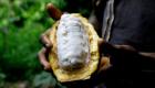 Kakao üretimi durma noktasına geldi