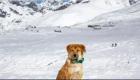 اولین سگی که از قله اورست صعود کرد، سگی زباله‌گرد بود