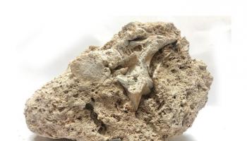 Image d'illustration 