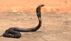 Inde: Un enfant tue un cobra en imitant sa morsure