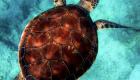 Espagne : Découverte d’une tortue géante de près de 4 mètres 