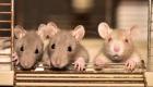 Inde : des rats consomment 200 kg de cannabis