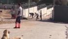 Türkiye’yi ayağa kaldıran köpeğe işkence görüntülerine 2 gözaltı