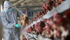 بعد ظهور بؤر للمرض.. الجزائر توفر 20 مليون جرعة لقاح لإنفلونزا الطيور
