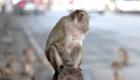 ویدئو | برگزاری جشنواره میمون‌ها در تایلند