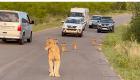 یک شیر ماده و توله‌هایش ترافیک را در آفریقای جنوبی مختل کردند! (+ویدئو)