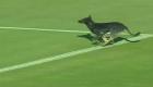كلب يقتحم ملعب مباراة في الدوري المصري