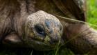 پیرترین لاک‌پشت جهان تولد ۱۹۰ سالگی خود را جشن می‌گیرد!