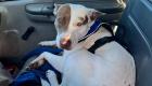رانندگی سگ در تگزاس فاجعه به بار آورد! (+تصاویر)