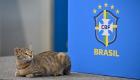 كأس العالم.. "قطة" تلطف الأجواء قبل انطلاقة ربع النهائي (فيديو)
