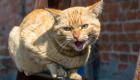 خبراء يكشفون لـ"العين الإخبارية" خطورة خدش القطط.. الموت خلال 6 أشهر