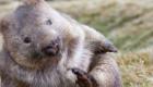 SAUVETAGE : Un jeune wombat orphelin s’est blotti dans les bras de sa sauveuse… et fait quelque chose de surprenant !