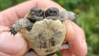 Çift başlı kaplumbağa yavrusu korumaya alındı