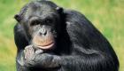 حديقة حيوان بالسويد تقتل 3 قردة شمبانزي بالرصاص: تشكل خطرا على الناس
